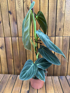 Philodendron Melanochrysum