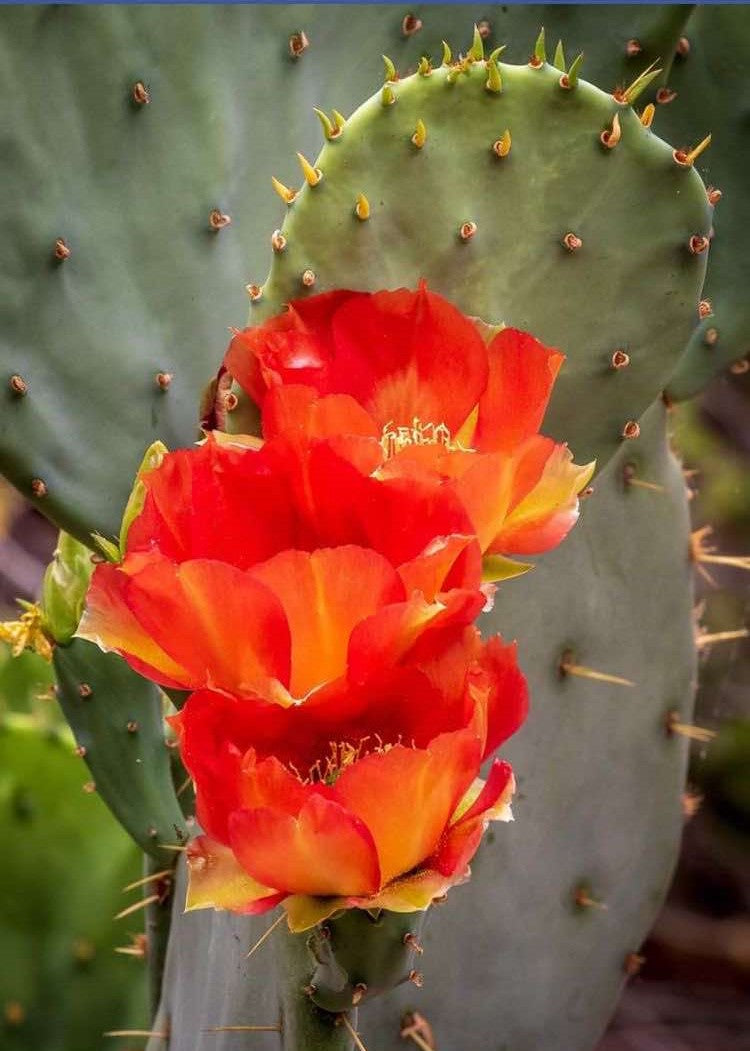 Opuntia Quitensis