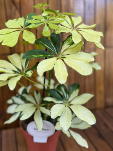 Schefflera Melanie