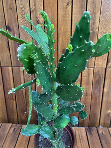 Opuntia Quitensis