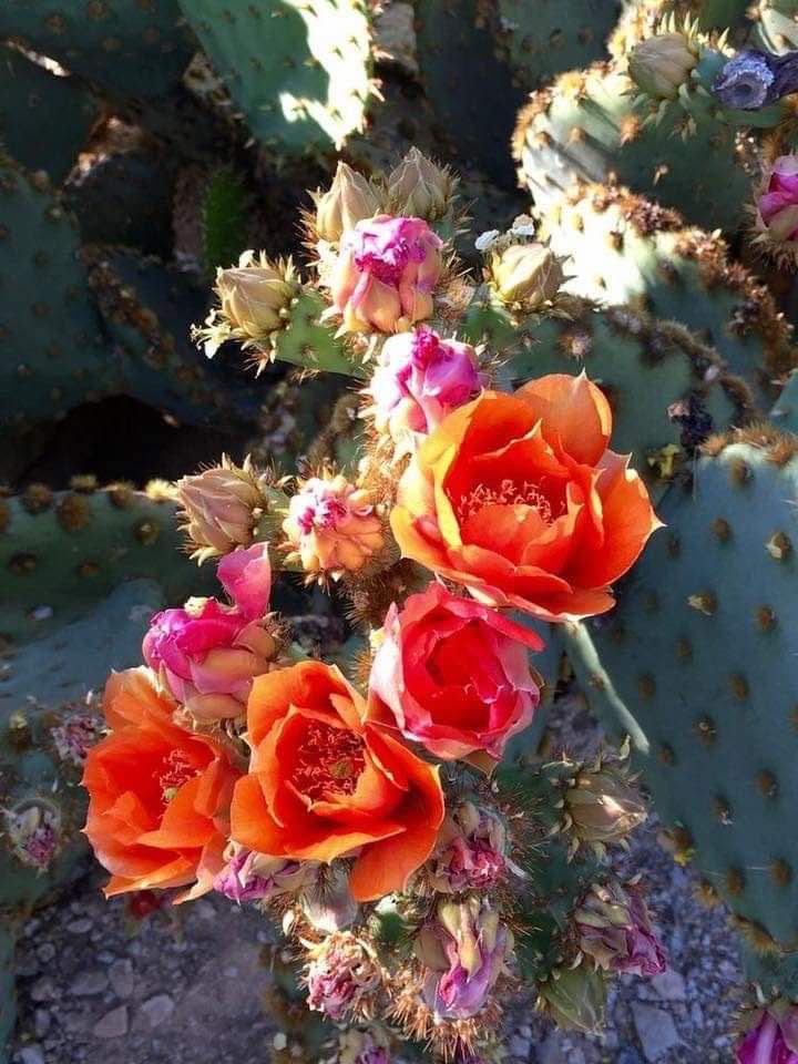 Opuntia Quitensis