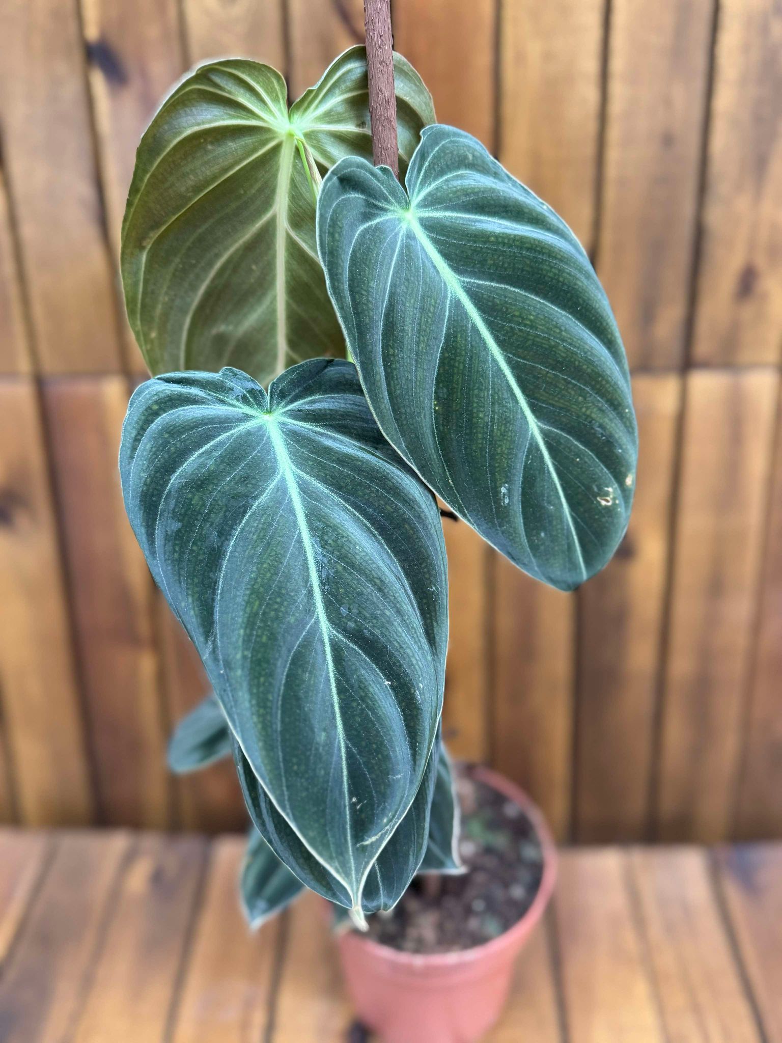 Philodendron Melanochrysum