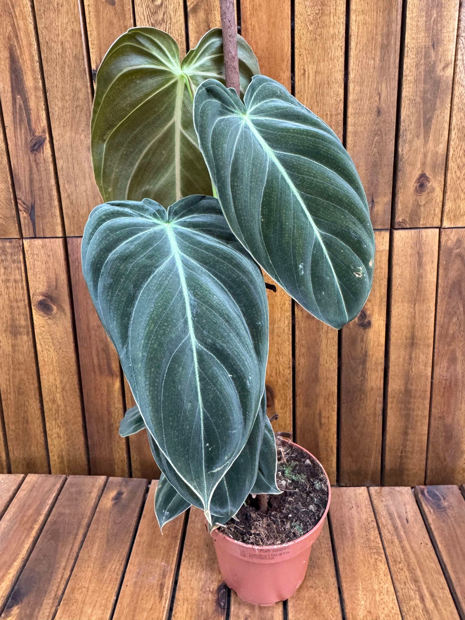 Philodendron Melanochrysum