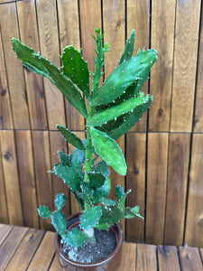 Opuntia Quitensis
