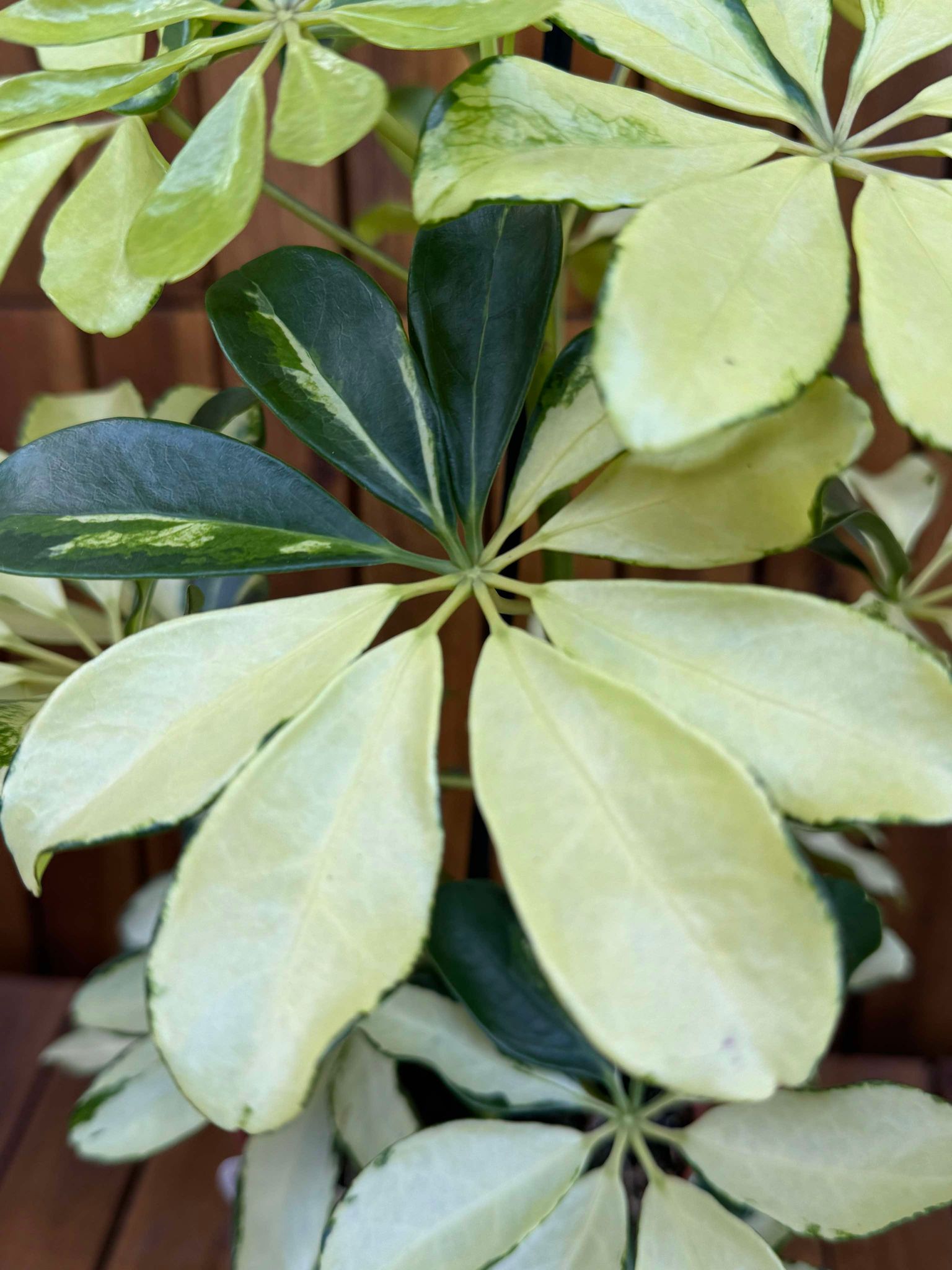 Schefflera Melanie