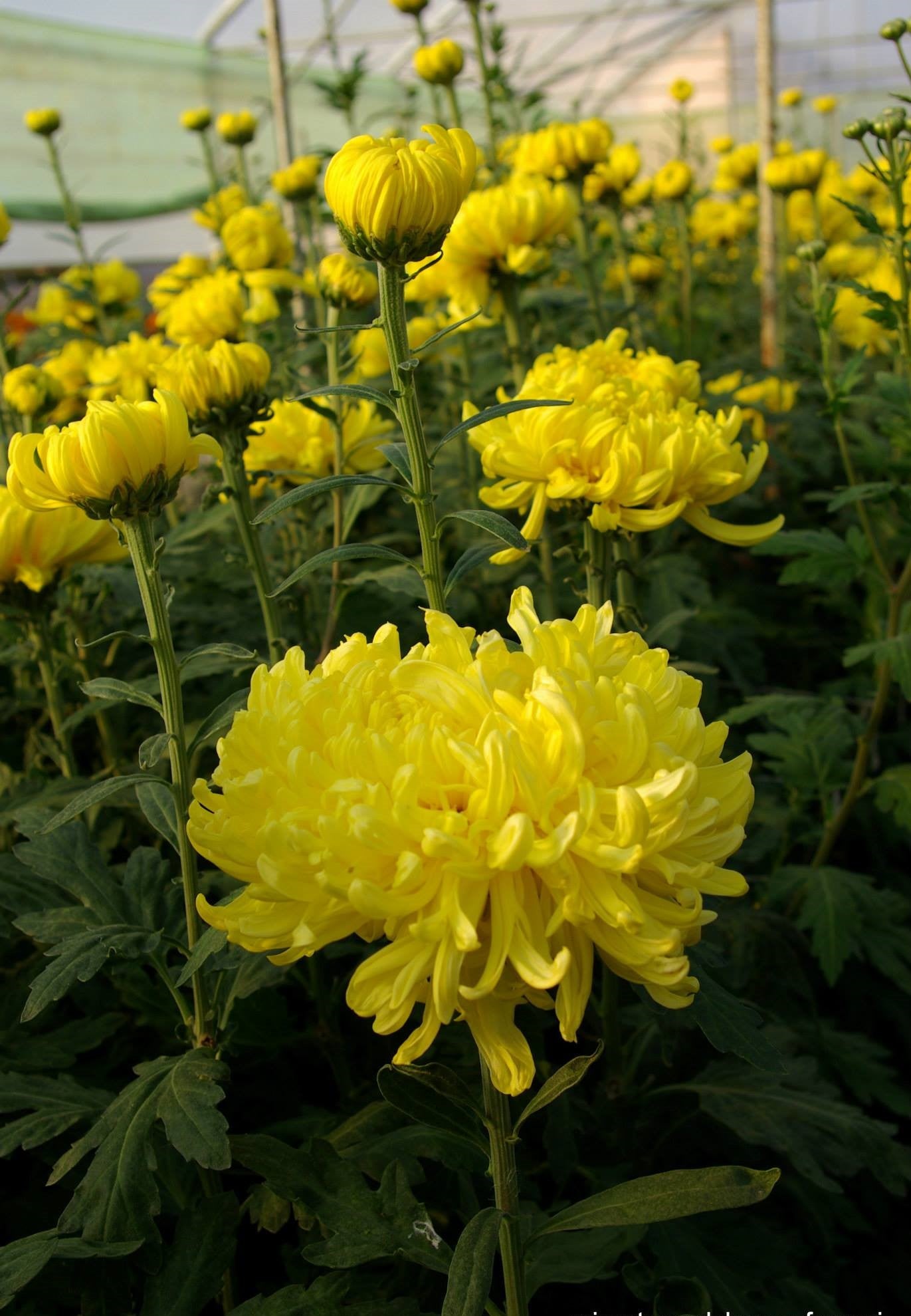 Crizantema galbena floare mare