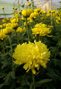 Crizantema galbena floare mare