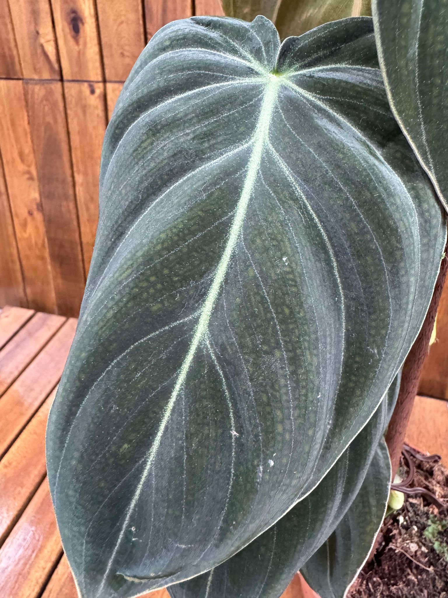 Philodendron Melanochrysum