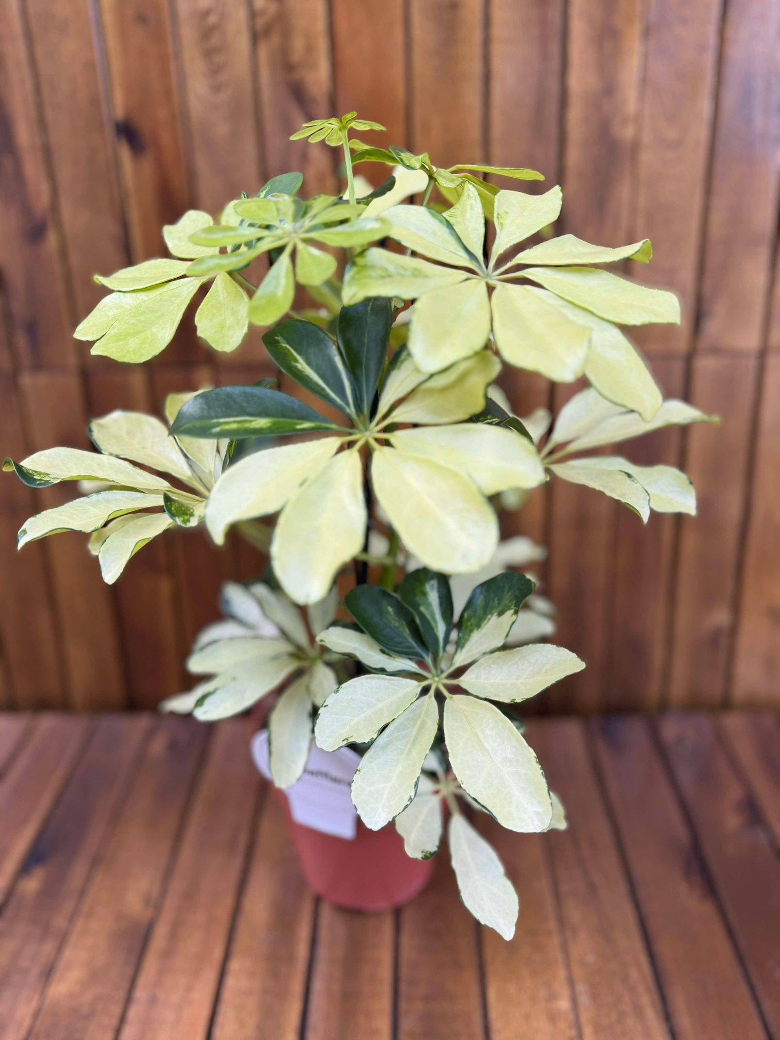 Schefflera Melanie