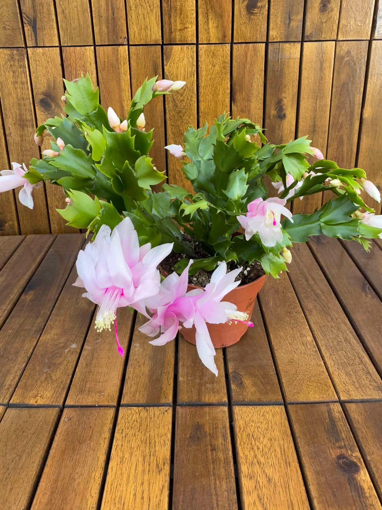 Schlumbergera/Cactusul Craciunului alb