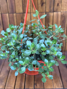 Kalanchoe Mariko (fara flori)
