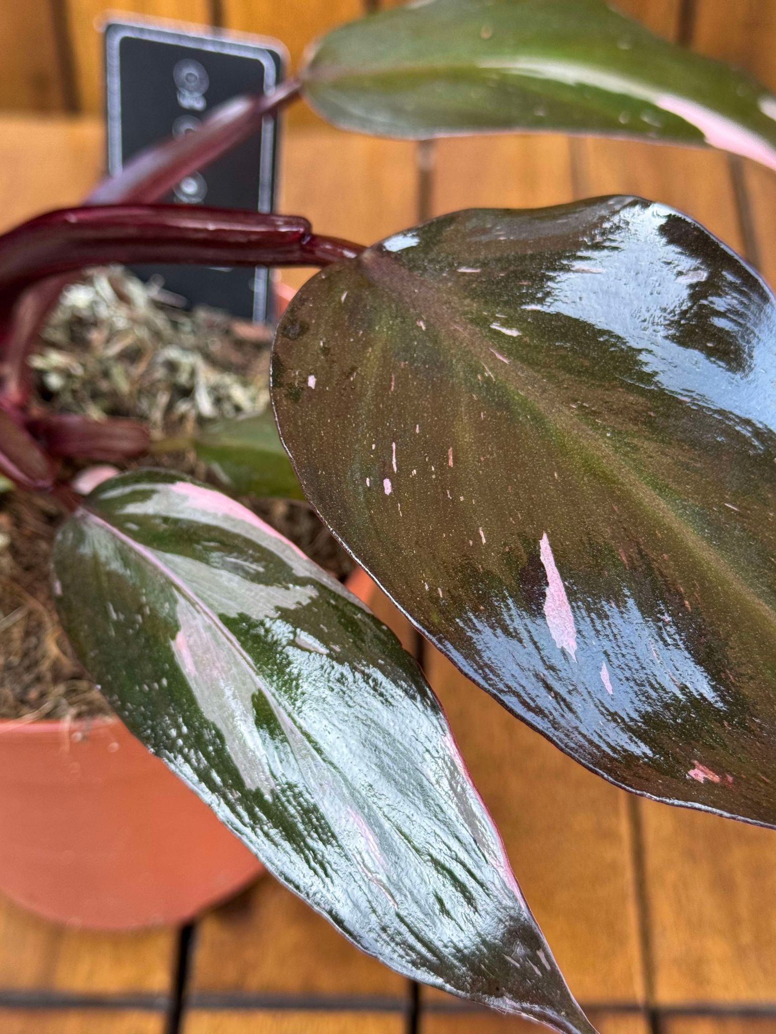 Philodendron Pink Princess