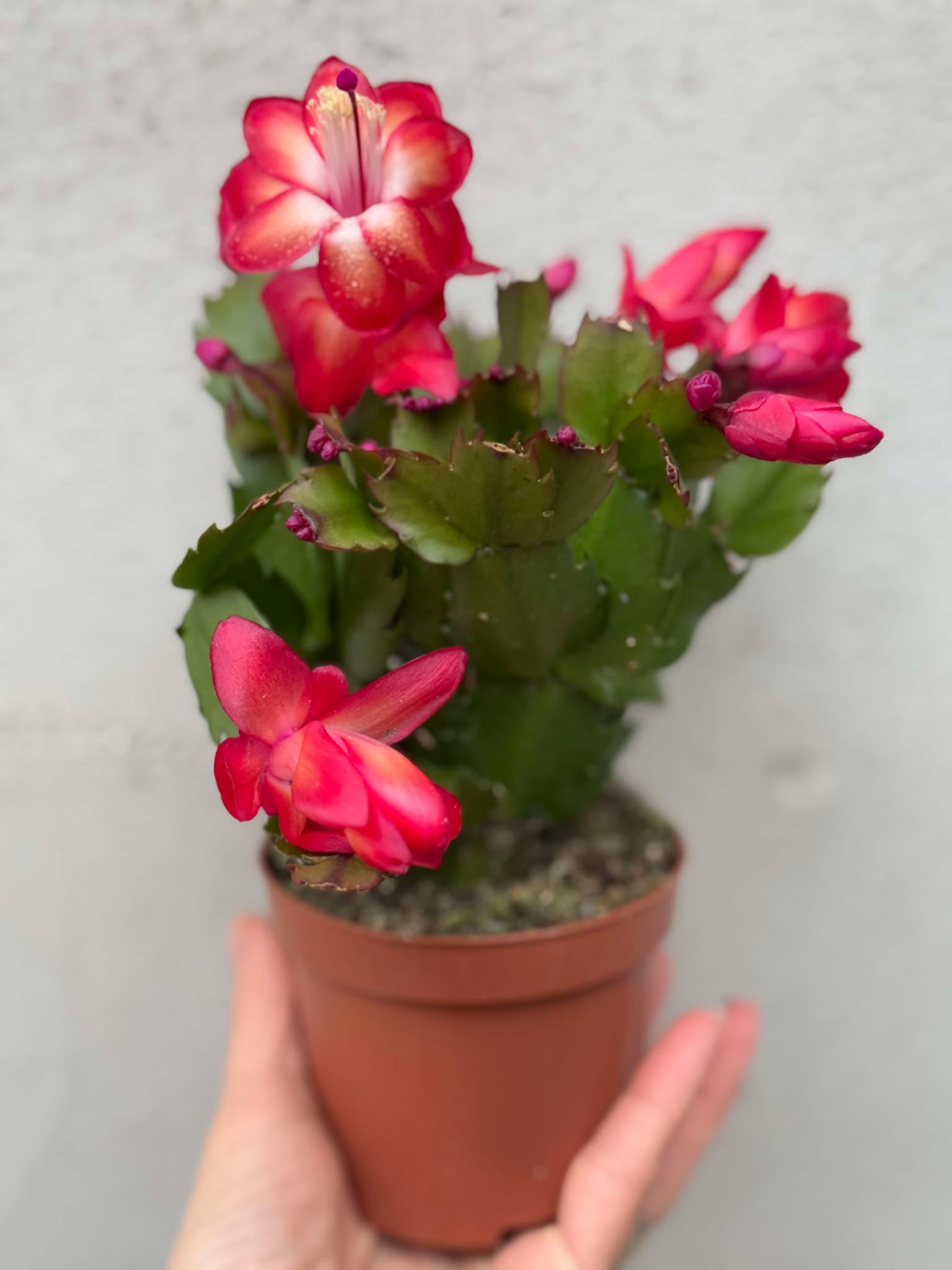 Schlumbergera/Cactusul Craciunului, rosu