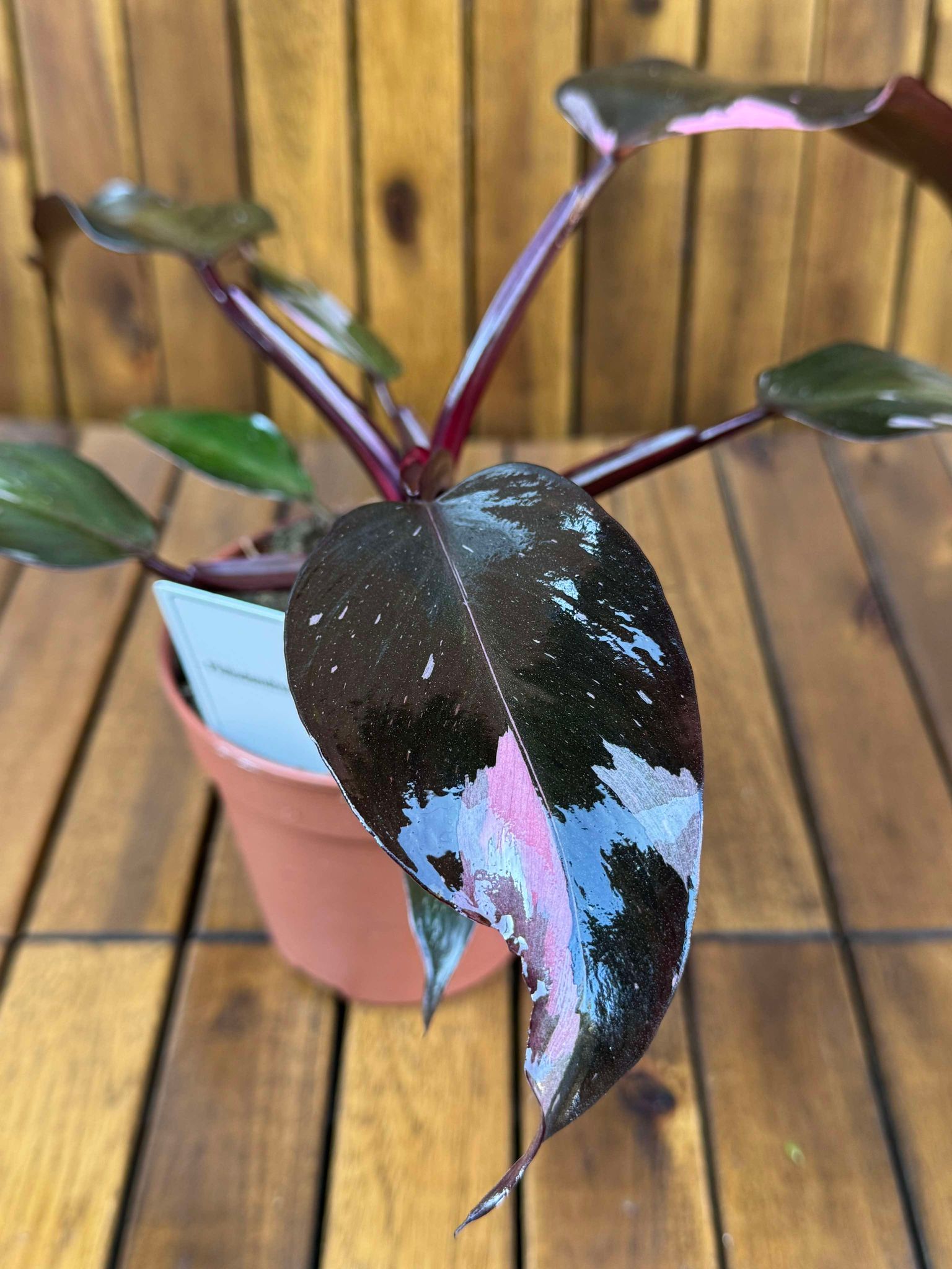 Philodendron Pink Princess