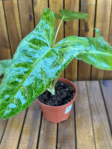 Philodendron Paraiso Verde
