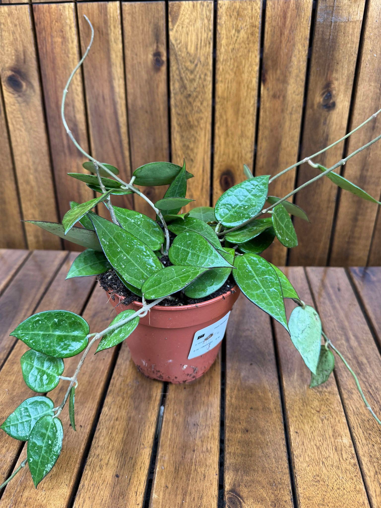 Hoya Parasitica D12