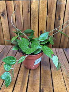 Hoya Parasitica D12