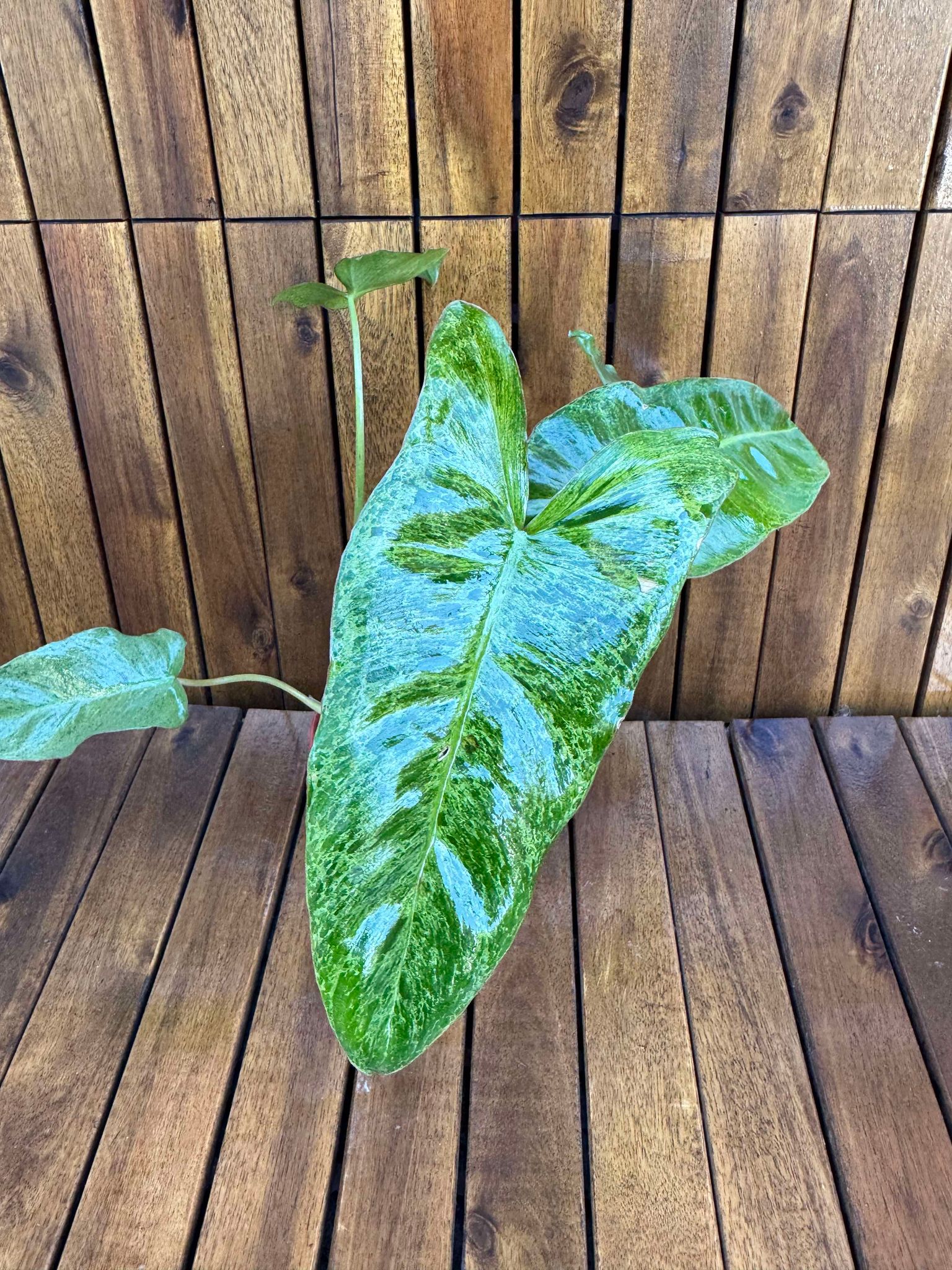 Philodendron Paraiso Verde