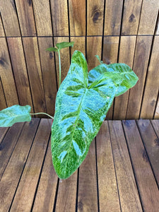 Philodendron Paraiso Verde