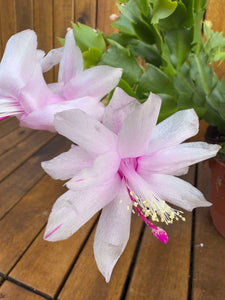 Schlumbergera/Cactusul Craciunului alb