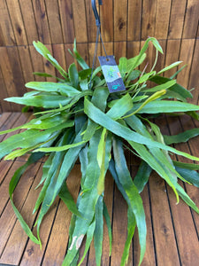 Epiphyllum Pumillum