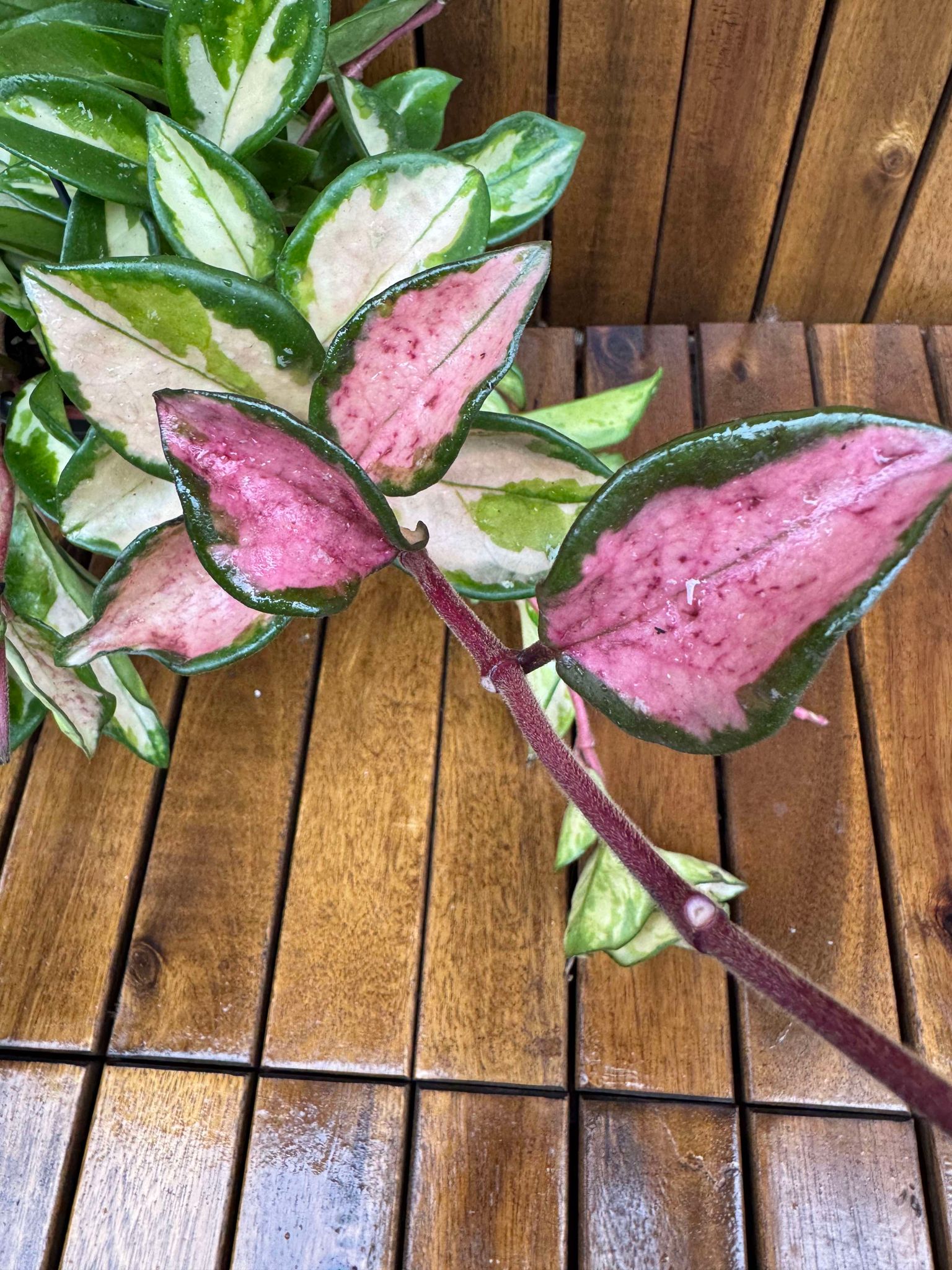 Hoya Carnosa Tricolor D14