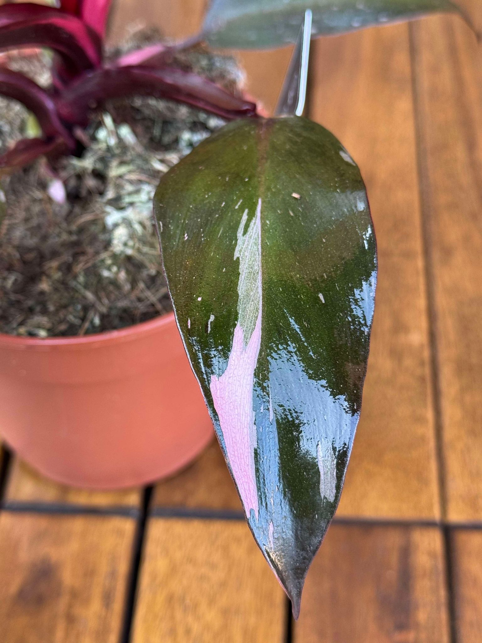 Philodendron Pink Princess