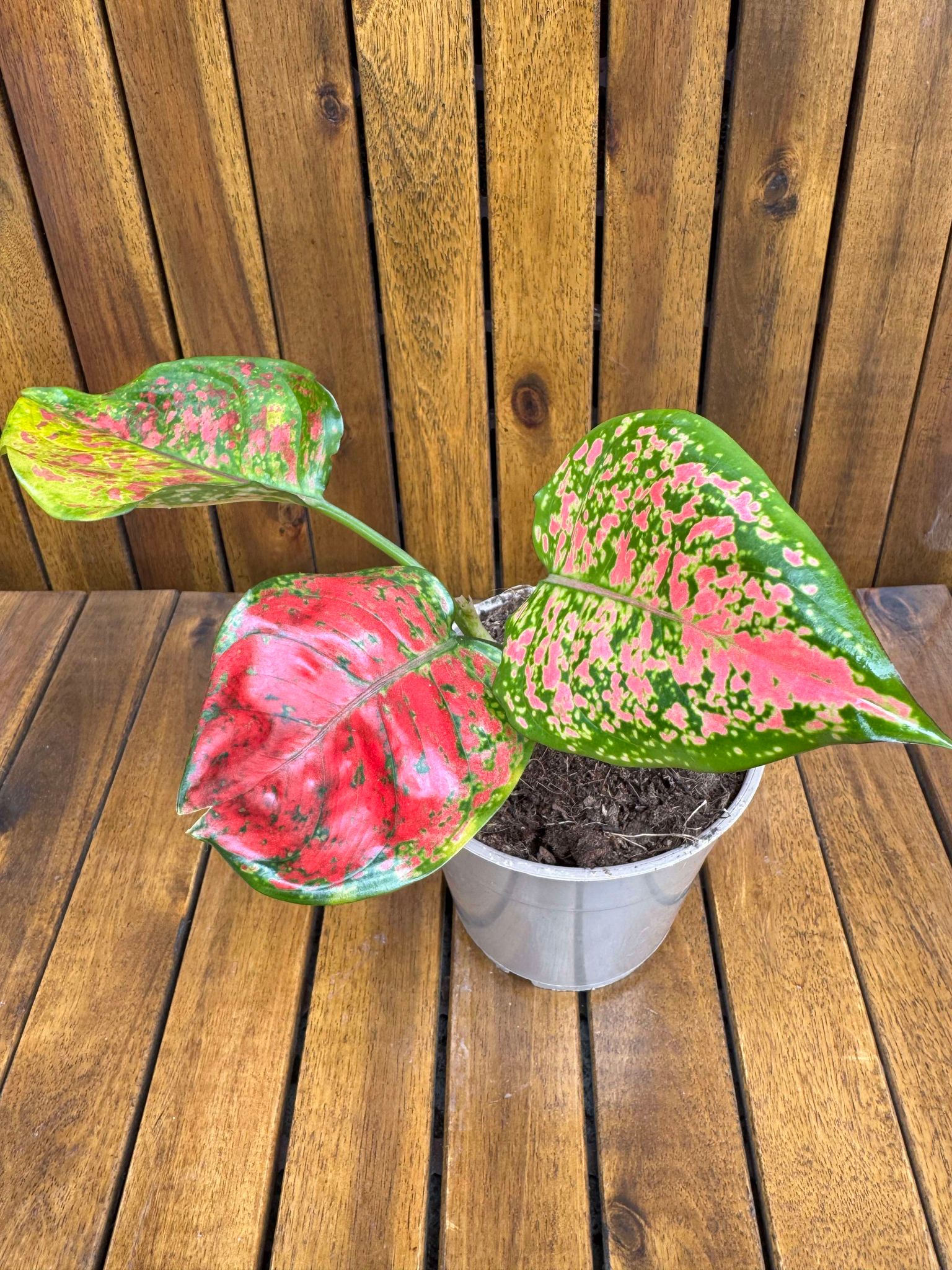 Aglaonema