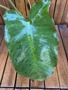 Philodendron Paraiso Verde