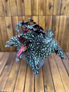 Begonia Maculata Spotlight Dark