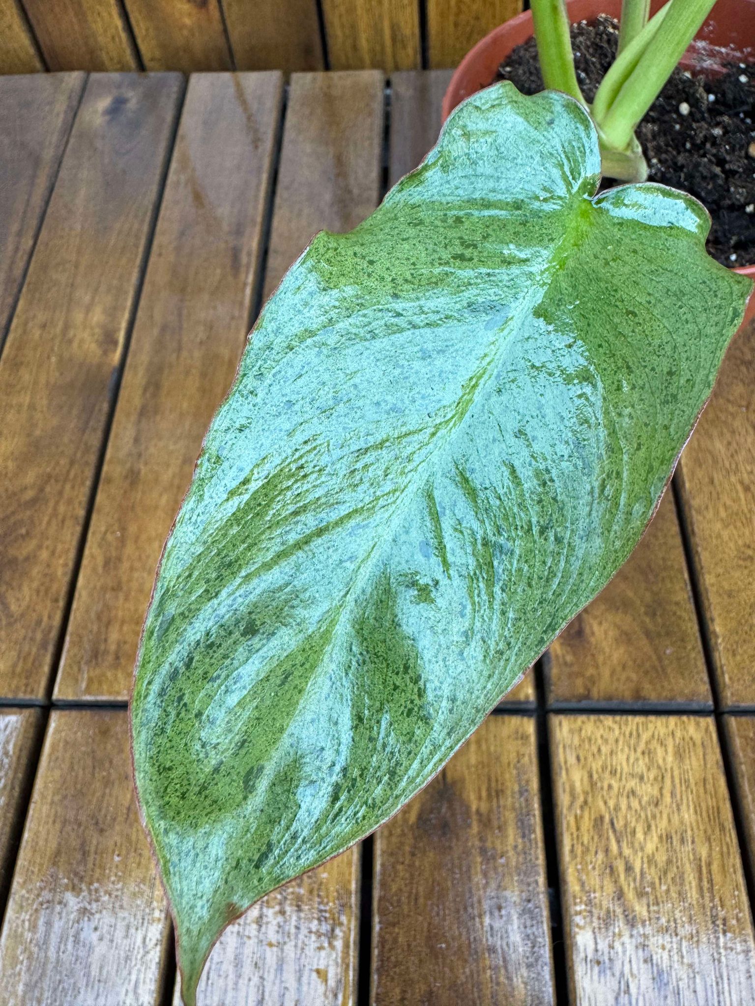 Philodendron Paraiso Verde