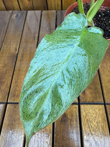 Philodendron Paraiso Verde