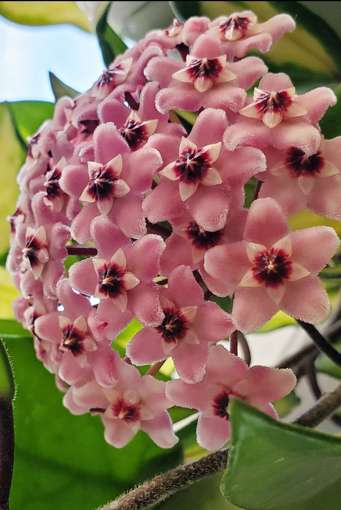 Hoya Carnosa Tricolor D14