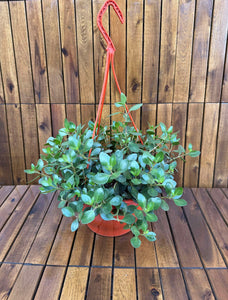 Kalanchoe Mariko (fara flori)