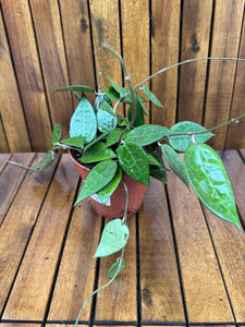 Hoya Parasitica D12