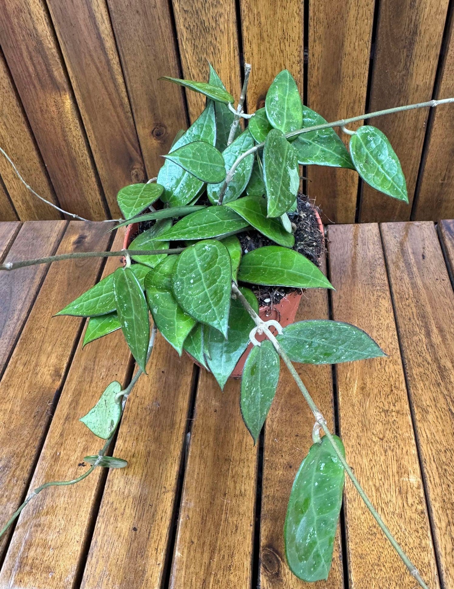 Hoya Parasitica D12