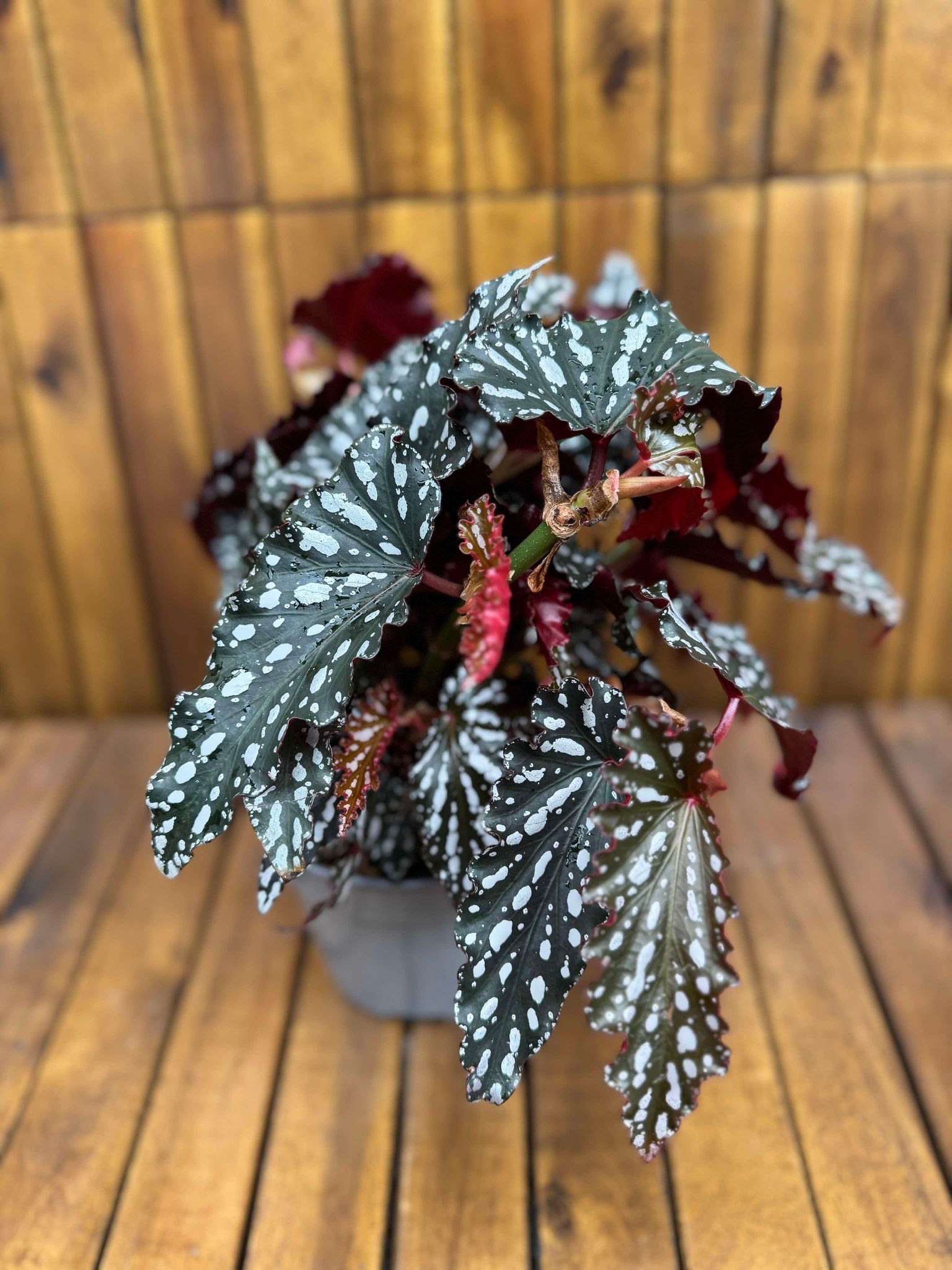 Begonia Spotlight Dark