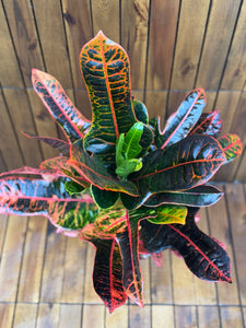 Croton Excellent D17