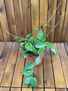 Hoya Parasitica D12