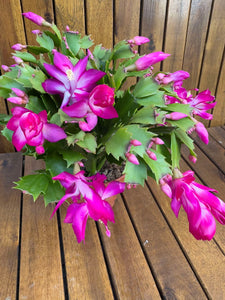 Schlumbergera/Cactusul Craciunului siclam