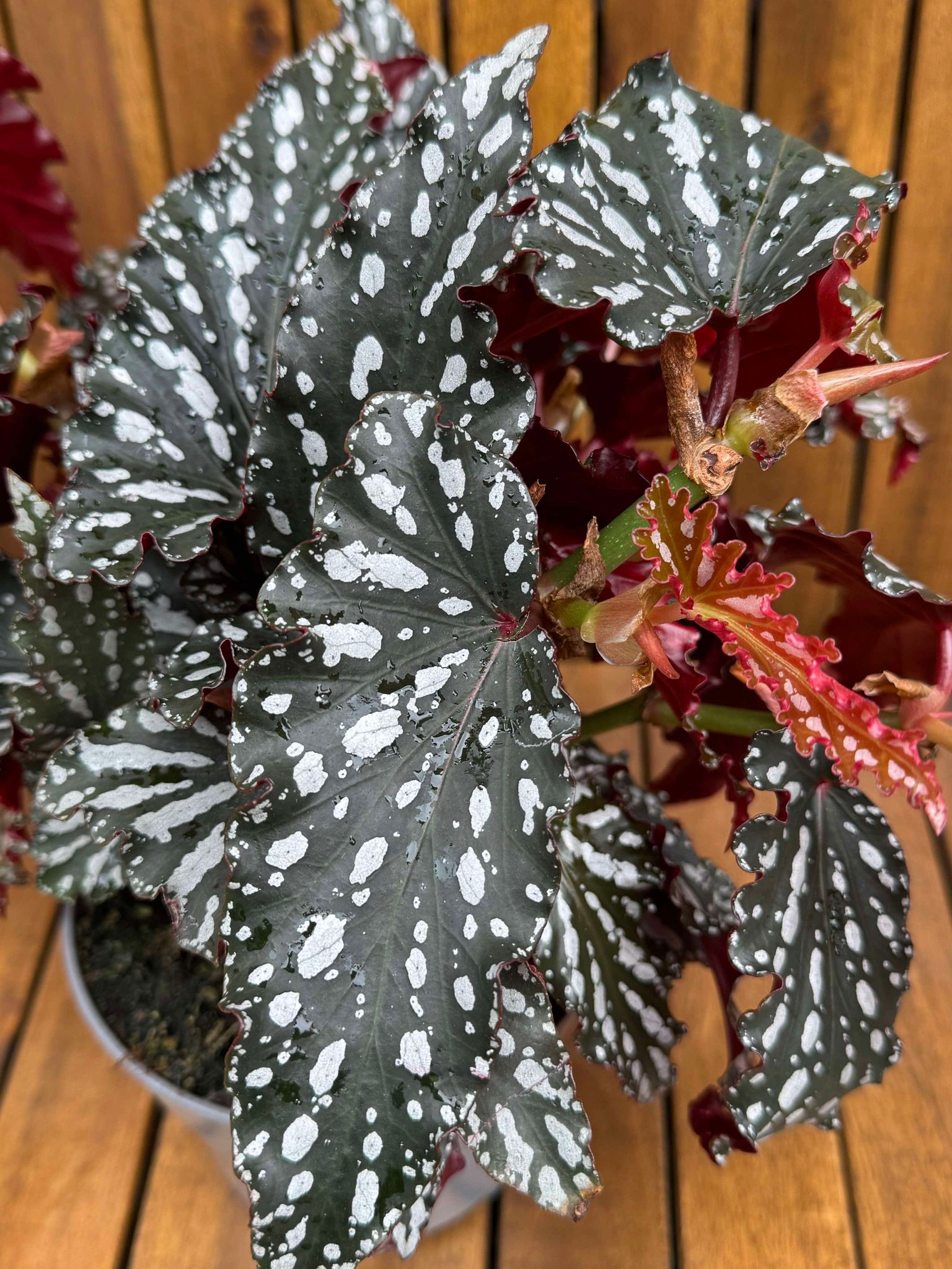 Begonia Spotlight Dark