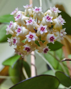 Hoya Parasitica D12