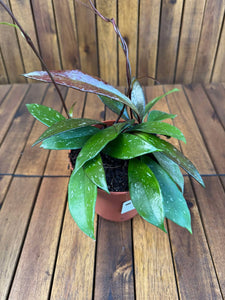Hoya Pubicalyx Red Buttons