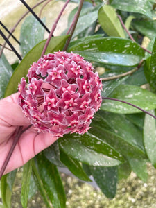 Hoya Pubicalyx Red Buttons