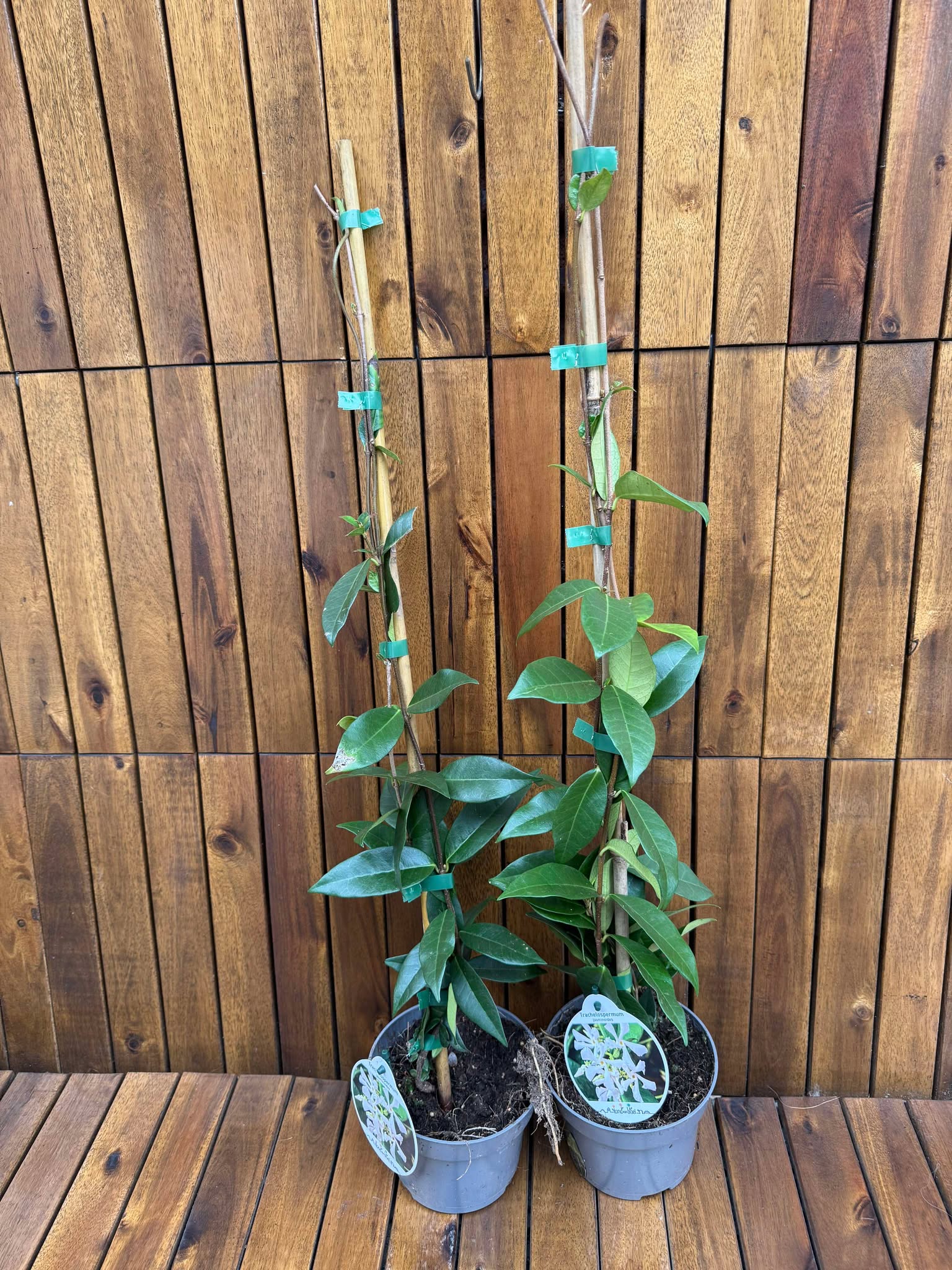Trachelospermum Jasminoides White