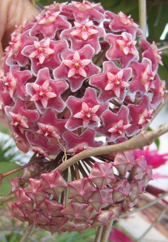 Hoya Pubicalyx Red Buttons