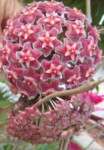 Hoya Pubicalyx Red Buttons