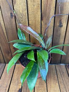 Hoya Pubicalyx Red Buttons