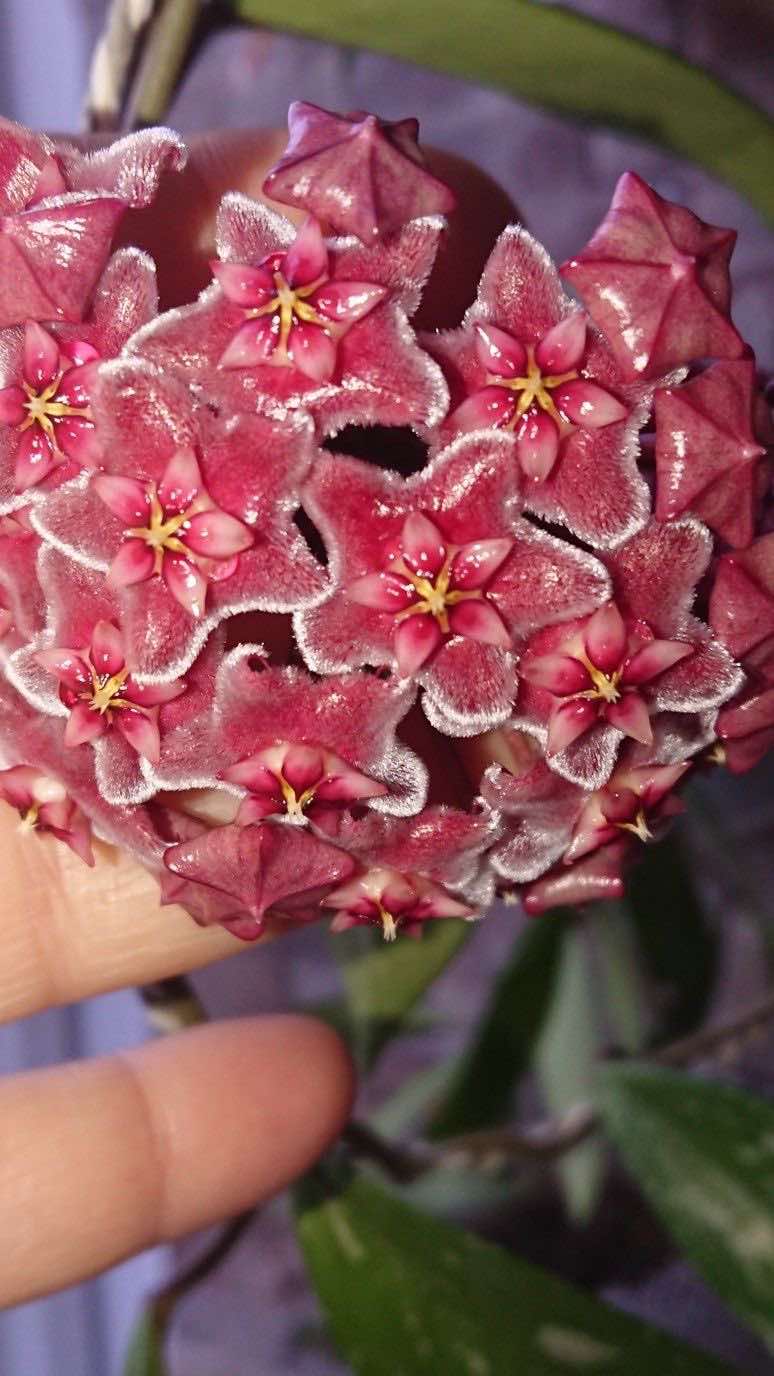 Hoya Pubicalyx Red Buttons