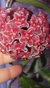 Hoya Pubicalyx Red Buttons